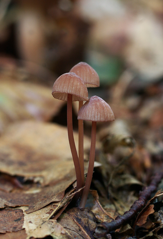 Mycena sanguinolenta